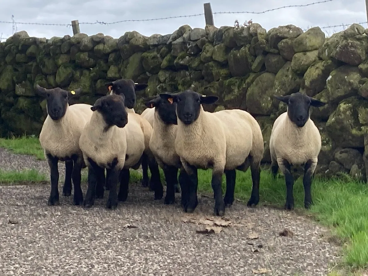 15 Suffolk & 3 SuffTex Shearlings - Image 4
