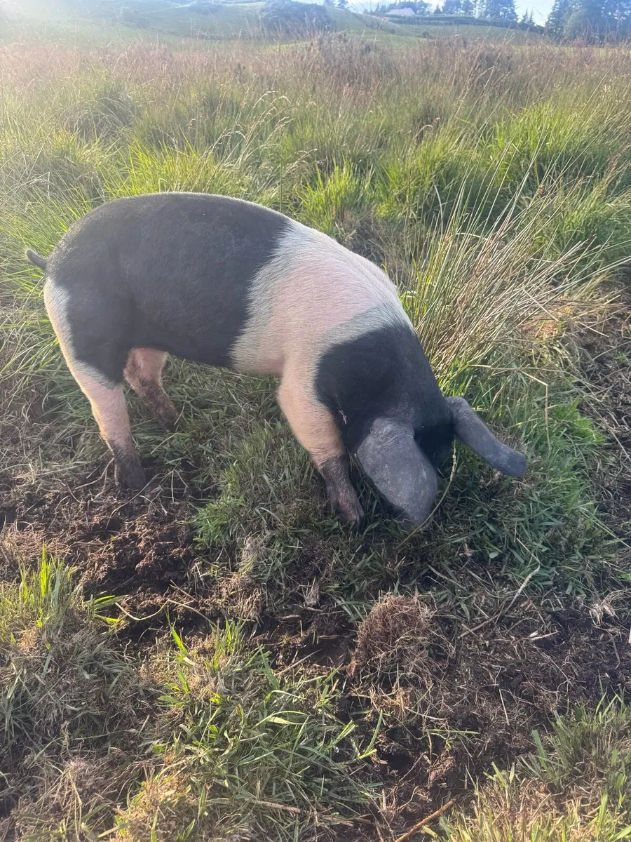 Saddleback gilt