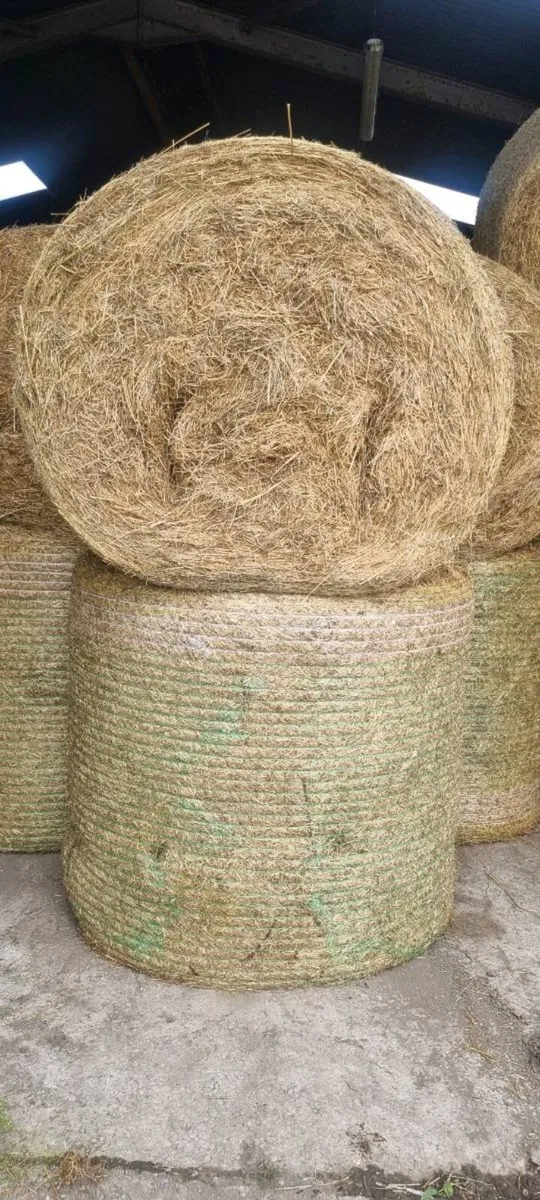 Hay