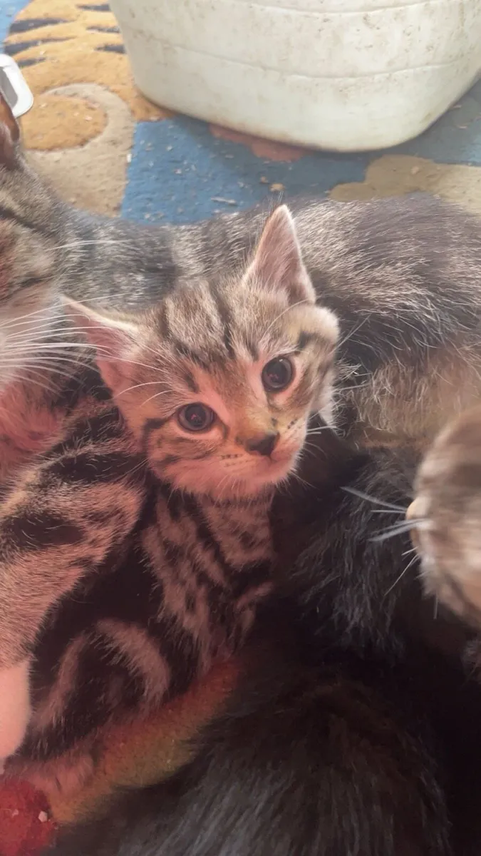 Beautiful kittens - Image 1