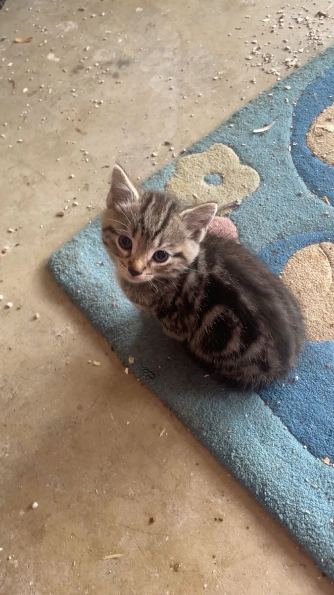 Beautiful kittens - Image 2
