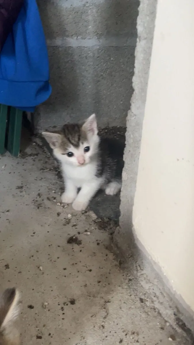 3 Beautiful kittens - Image 4