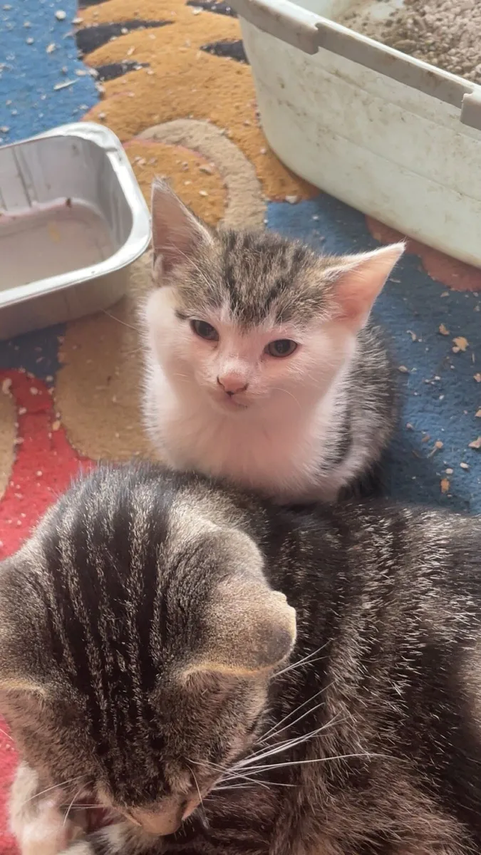 Beautiful kittens - Image 3