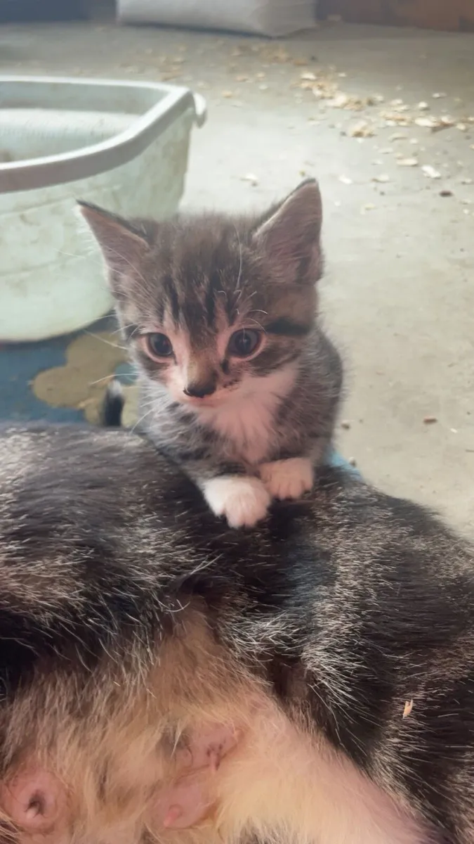Beautiful kittens - Image 4