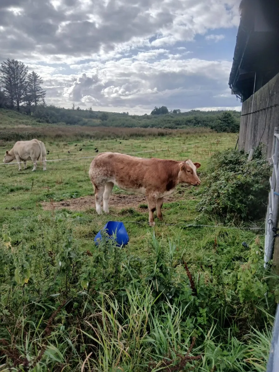 Belgian Blue Heifer Weanling for sale Ennis mart - Image 1