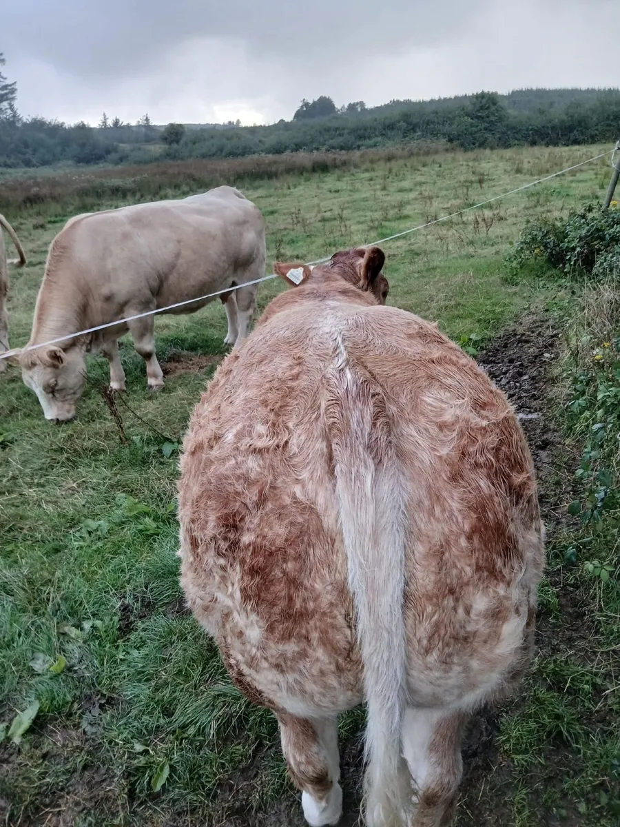 Belgian Blue Heifer Weanling for sale Ennis mart - Image 2