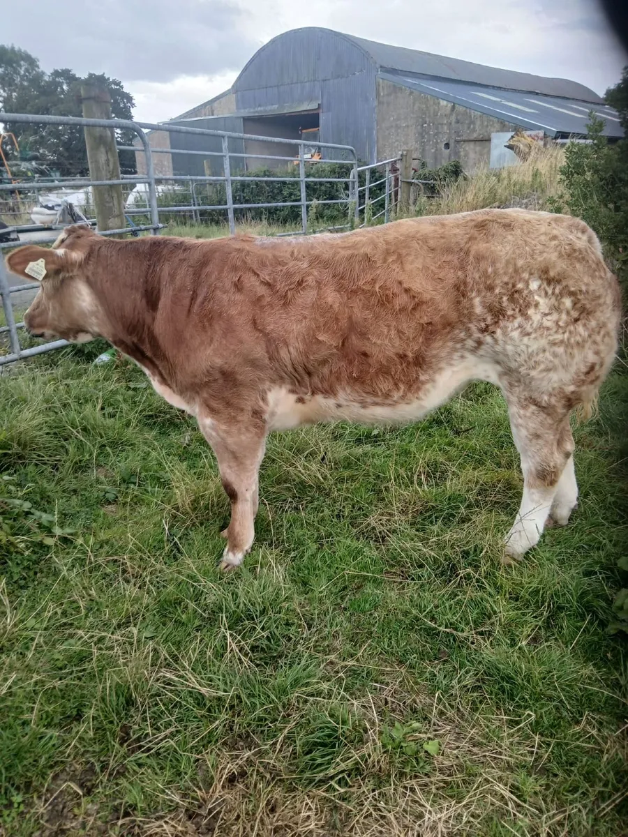 Belgian Blue Heifer Weanling for sale Ennis mart - Image 3