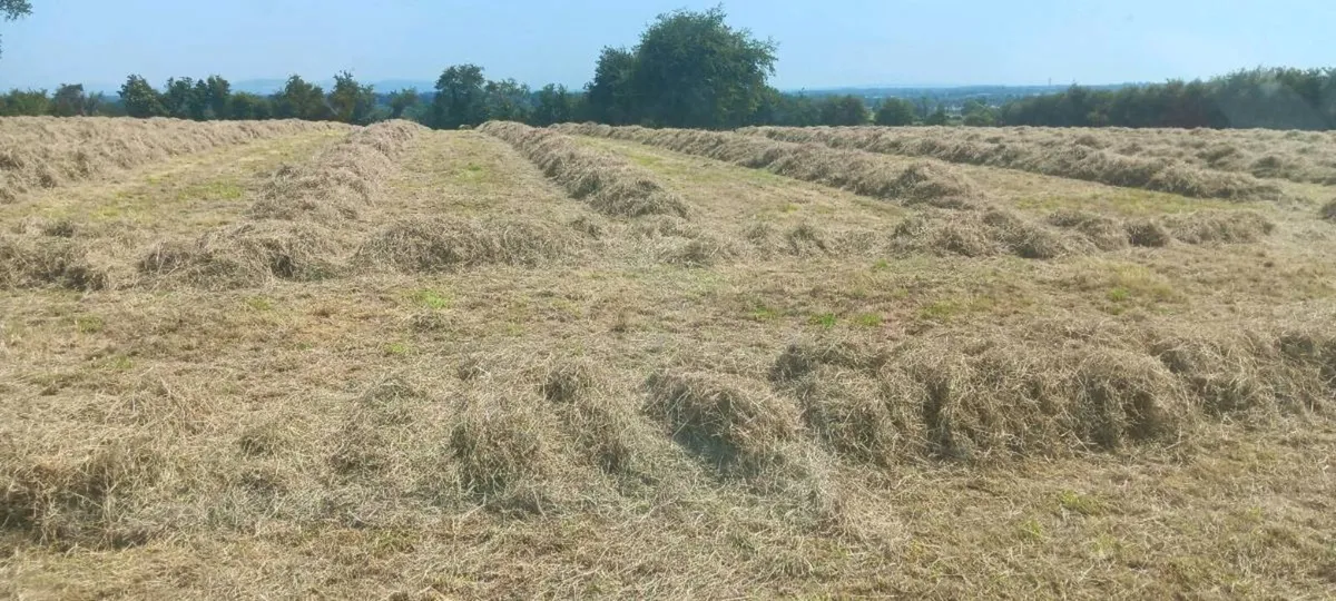 June made hay - Image 3