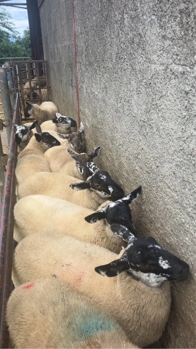 Borris ewe breeders - Image 1