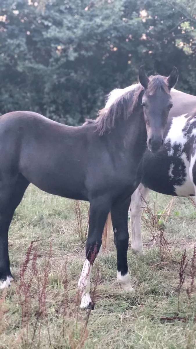 Sport horse filly - Image 1