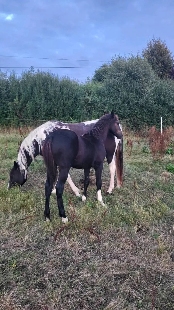 Sport horse filly - Image 2