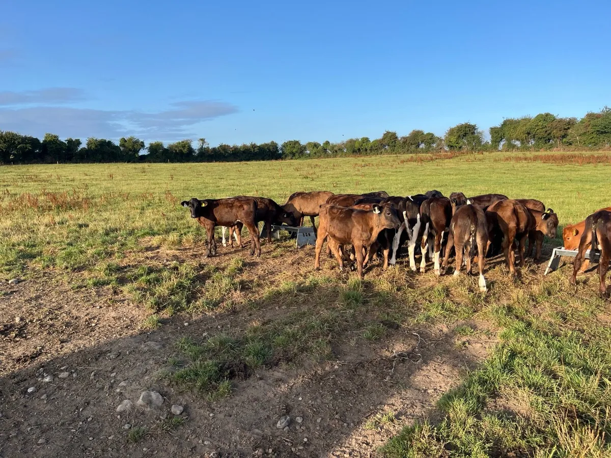 Weanlings - Image 1