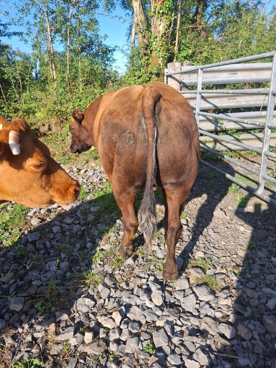 BULL - Image 2