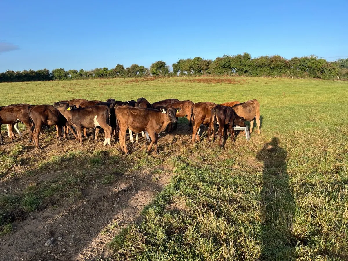 Weanlings - Image 3