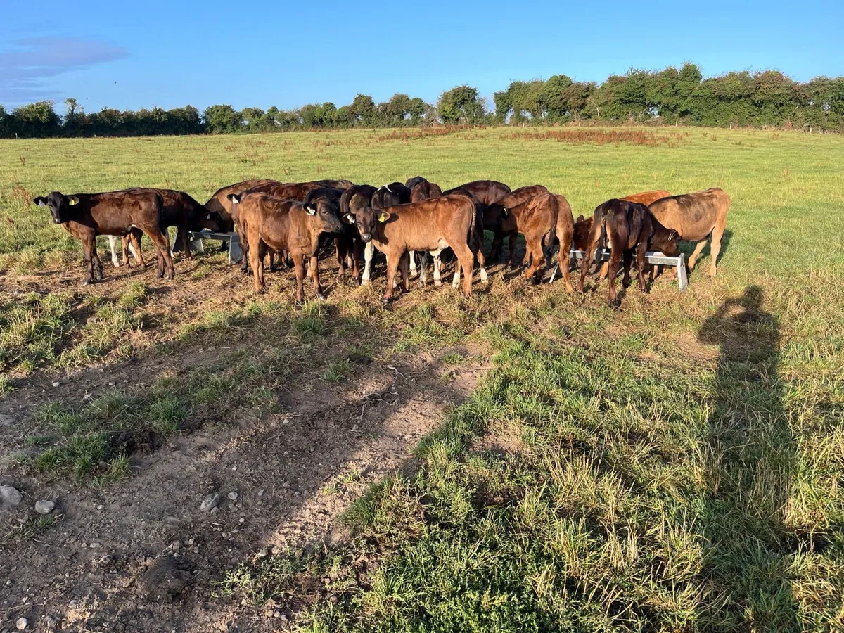 Weanlings - Image 4