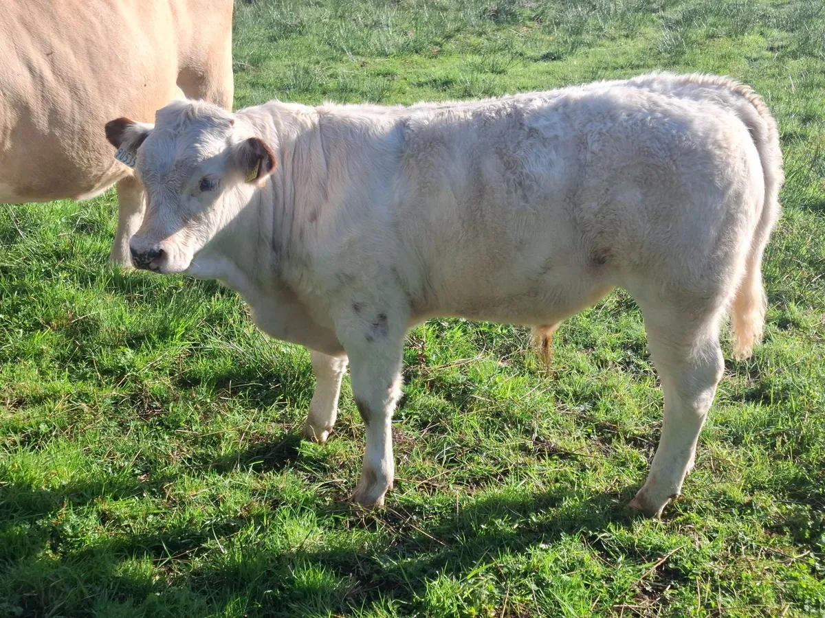 BULL - Image 3