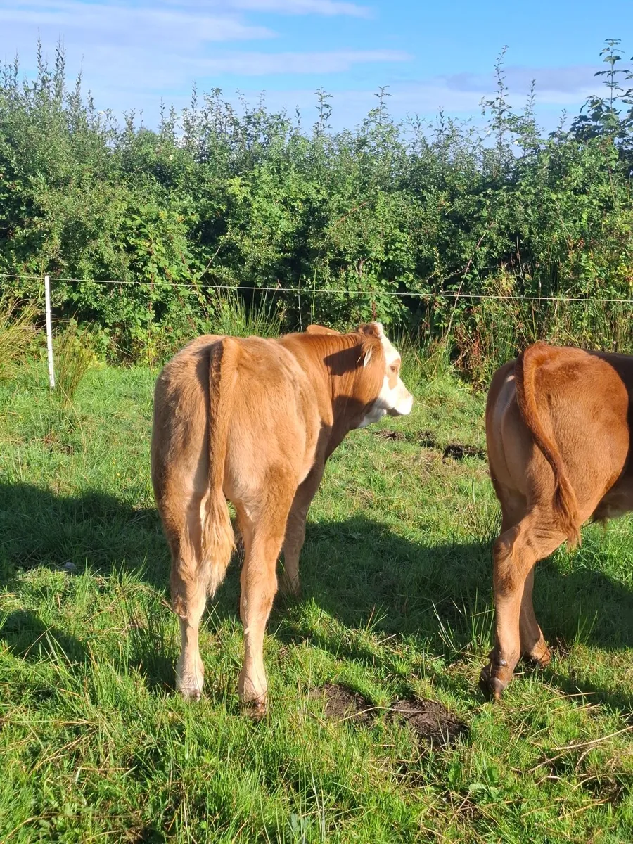 BULL - Image 4