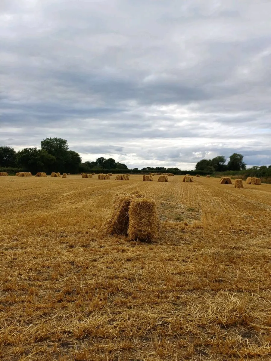 Small square bales of straw