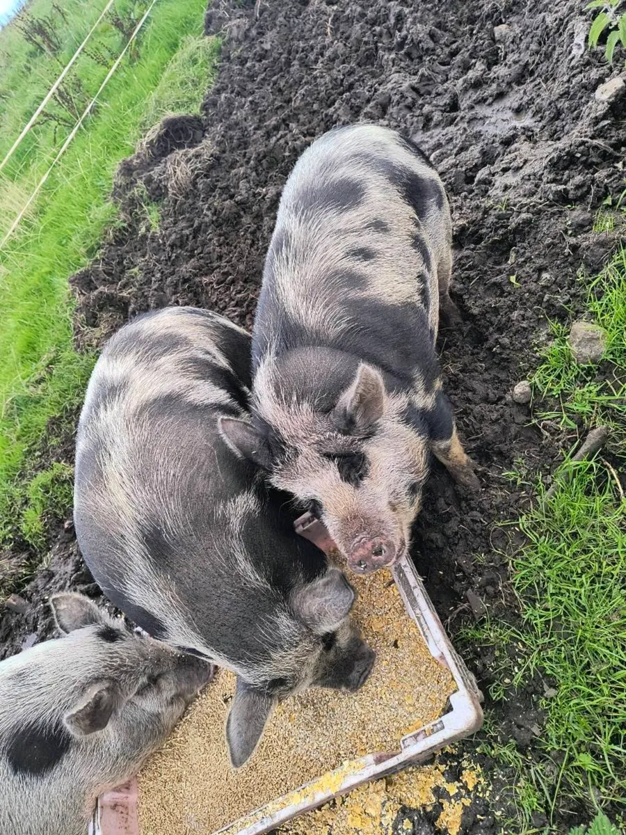 Kune Kune Sows - Image 3
