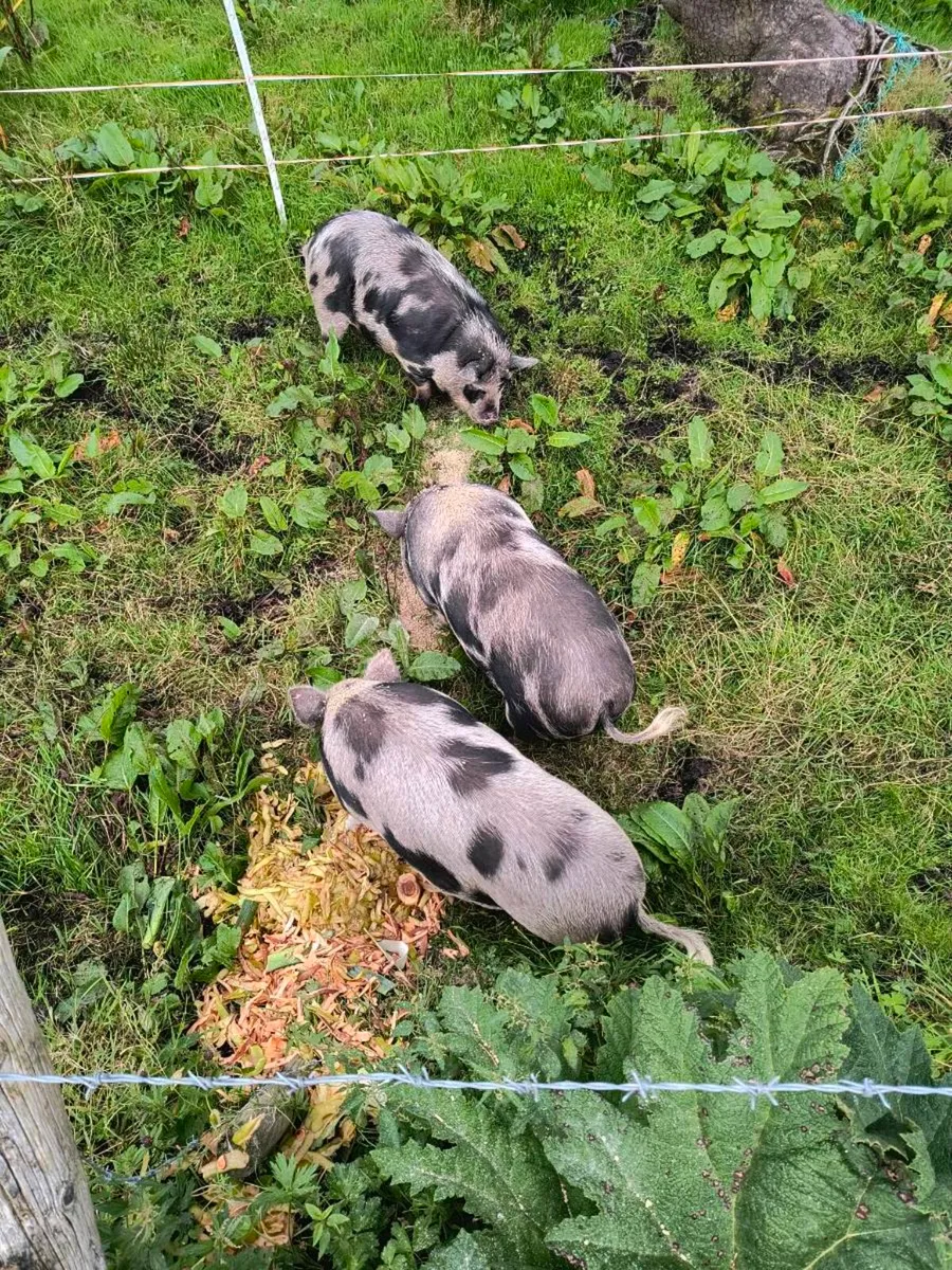 Kune Kune Sows - Image 4