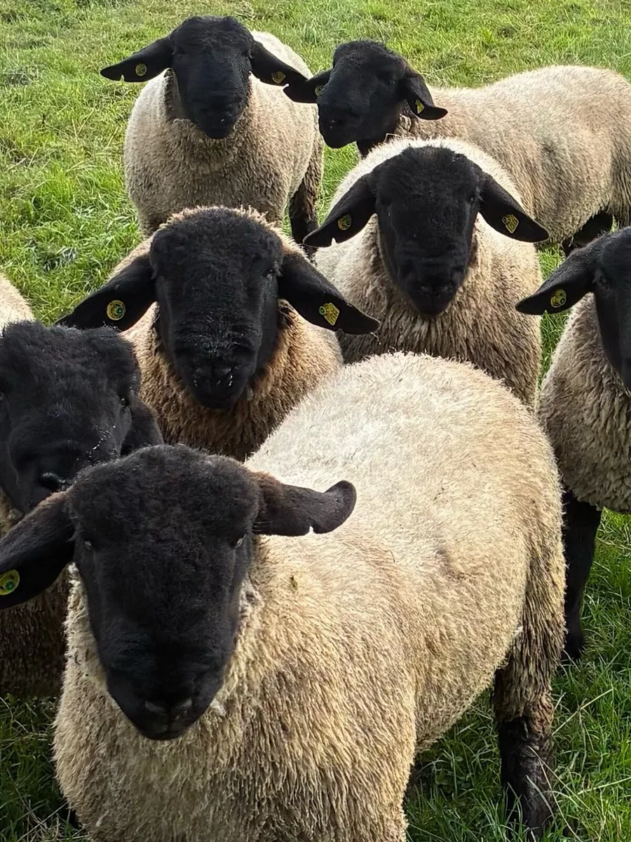 Pedigree Suffolk Ram lambs - Image 2