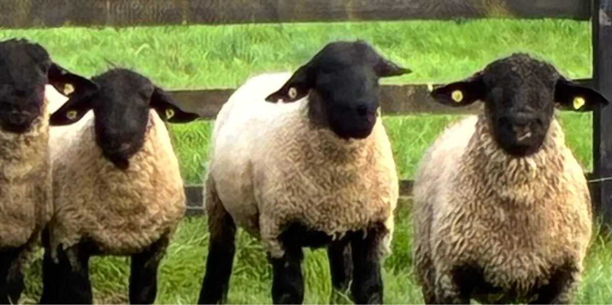 Pedigree Suffolk Ram lambs - Image 3
