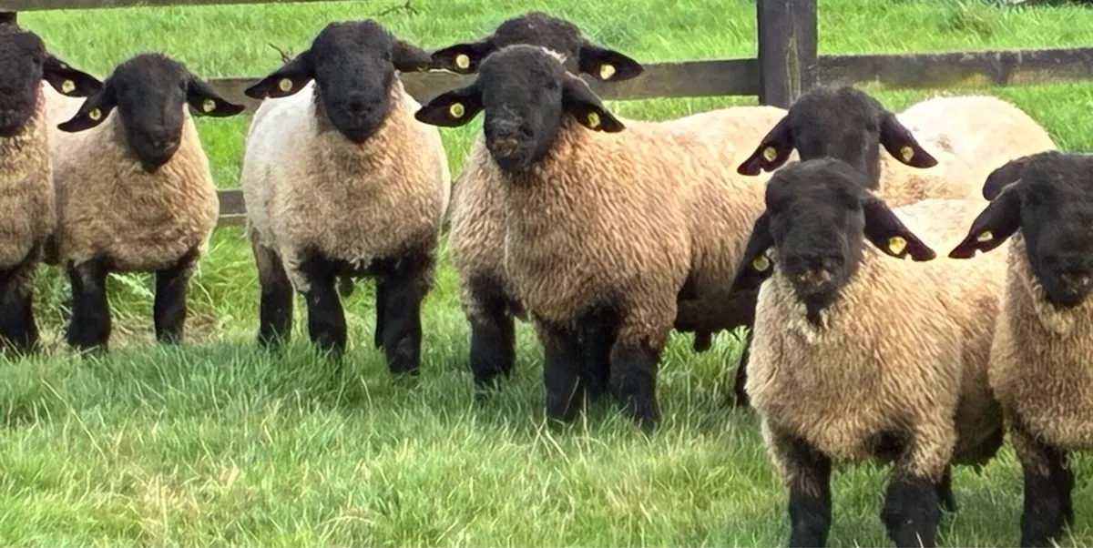 Pedigree Suffolk Ram lambs - Image 1