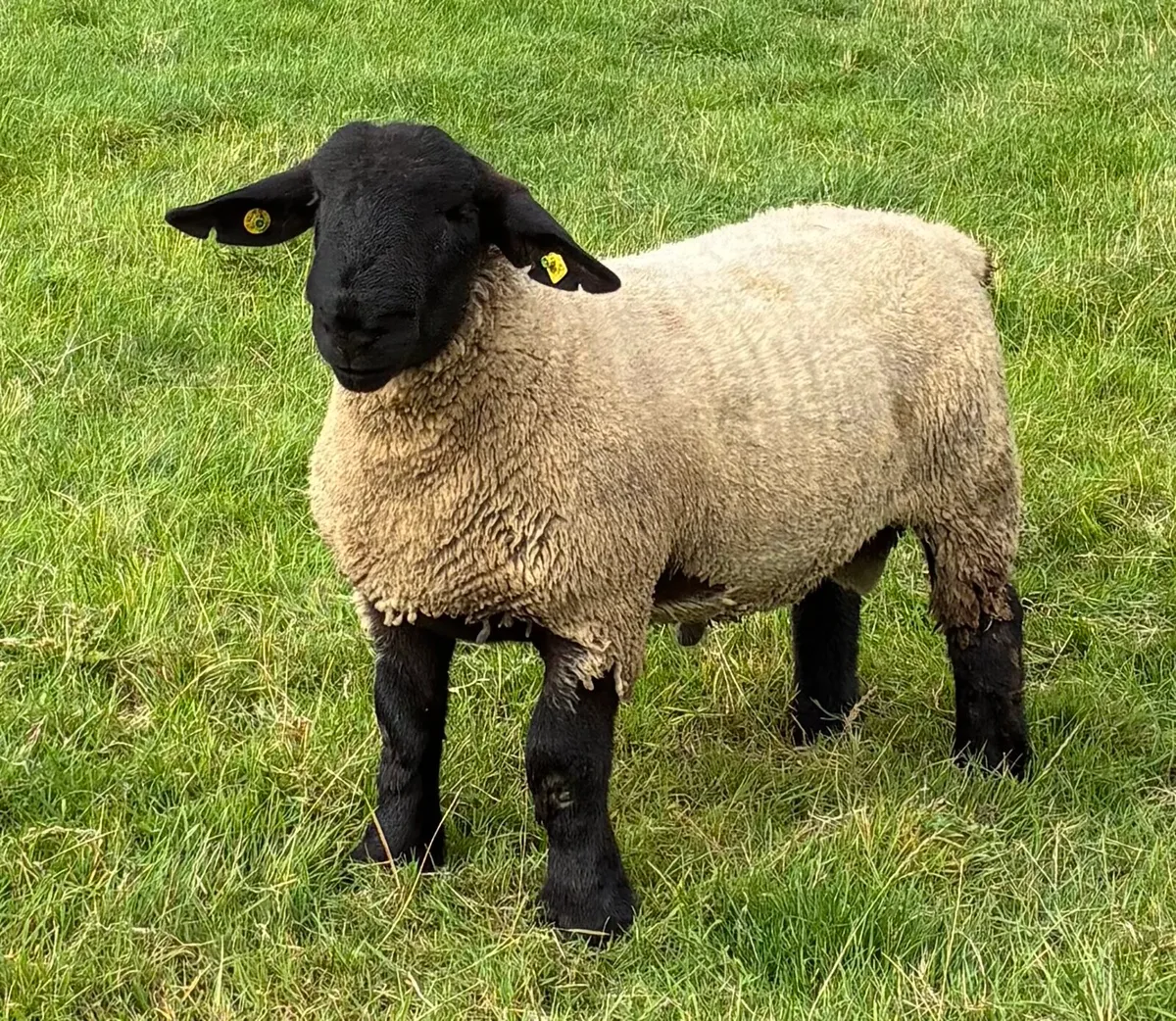 Pedigree Suffolk Ram lambs - Image 4