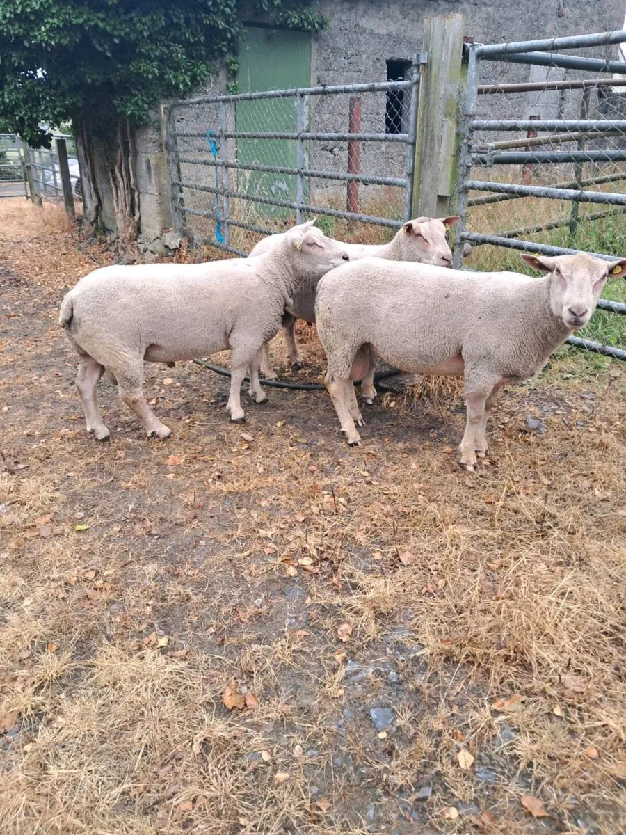 Ped Charlie's rams - Image 1