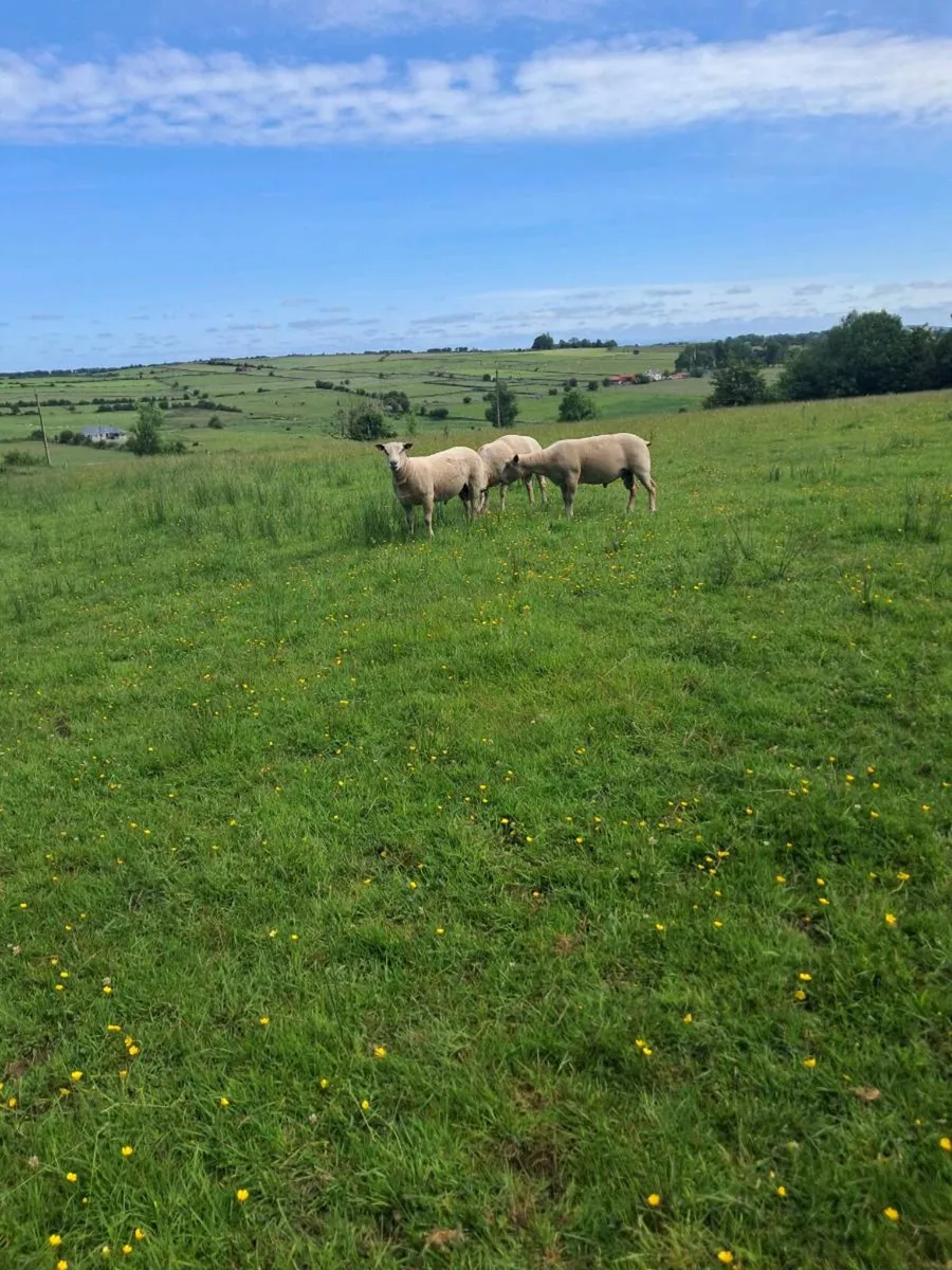 Ped Charlie's rams - Image 2