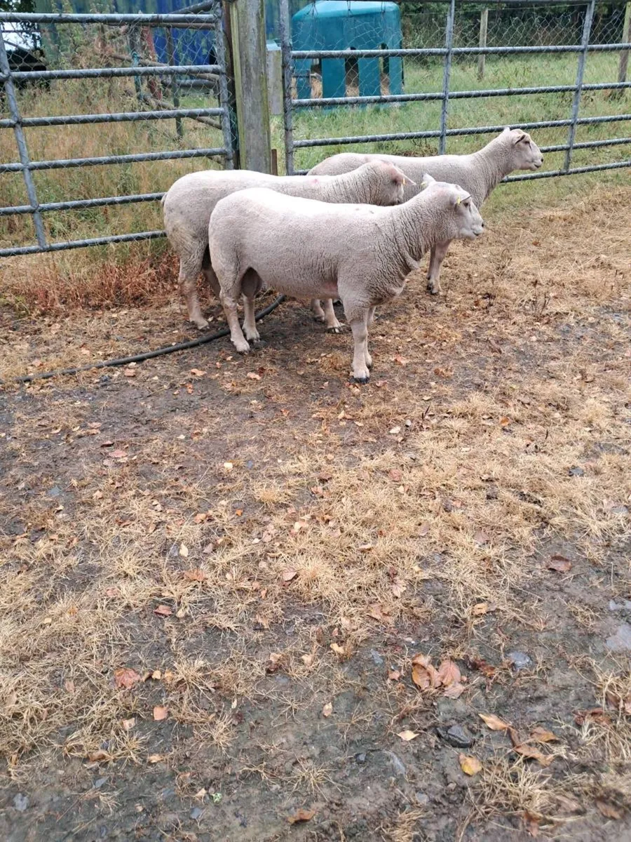 Ped Charlie's rams - Image 3