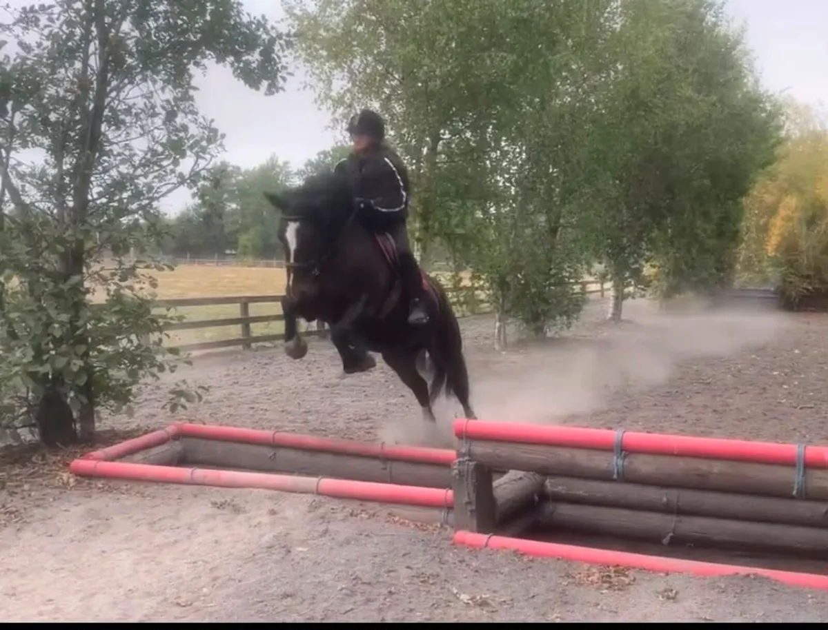 14.2hh MARE - Image 1