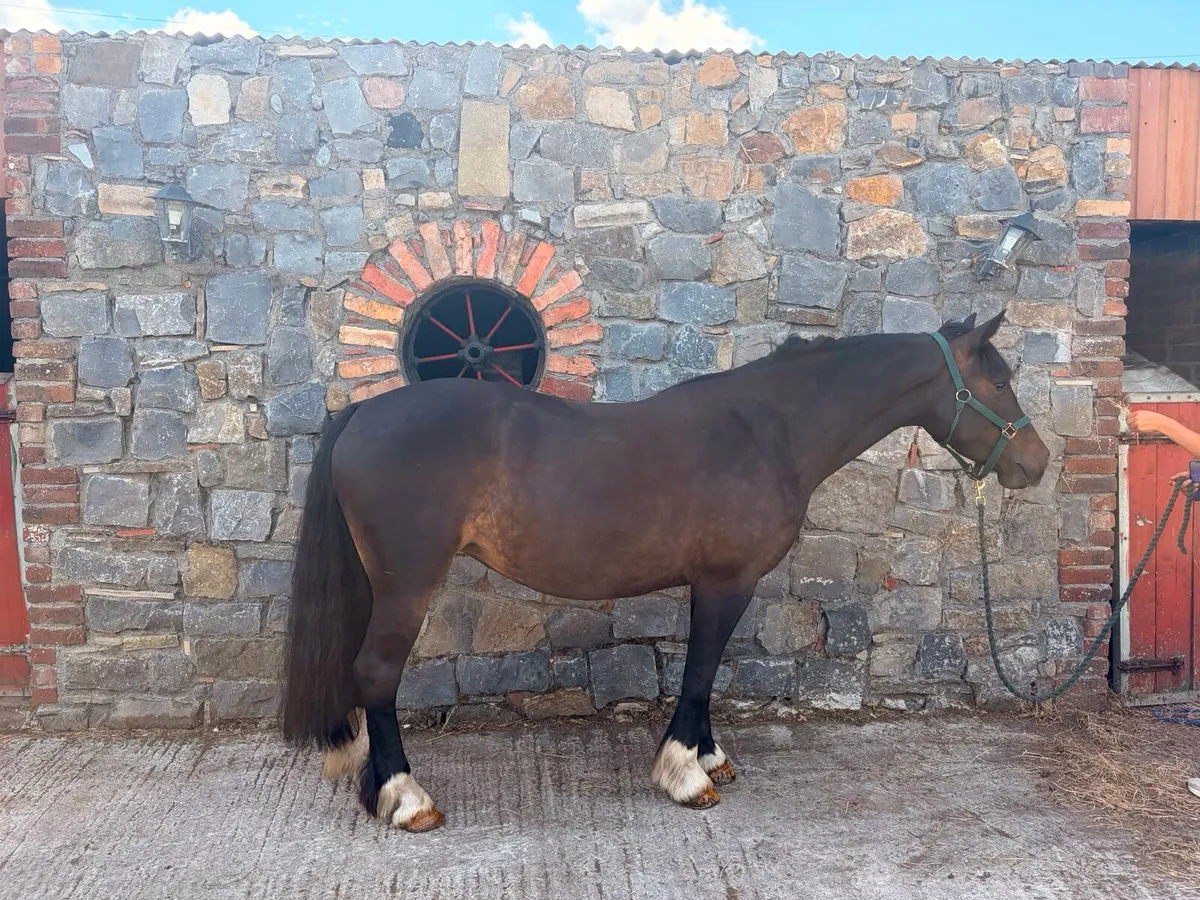 14.2hh MARE - Image 2