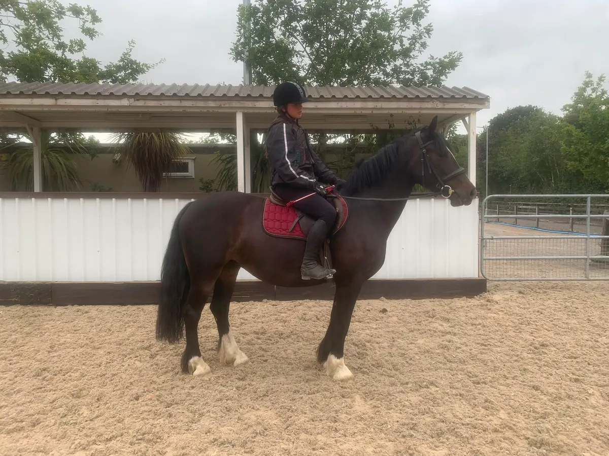 14.2hh MARE - Image 4