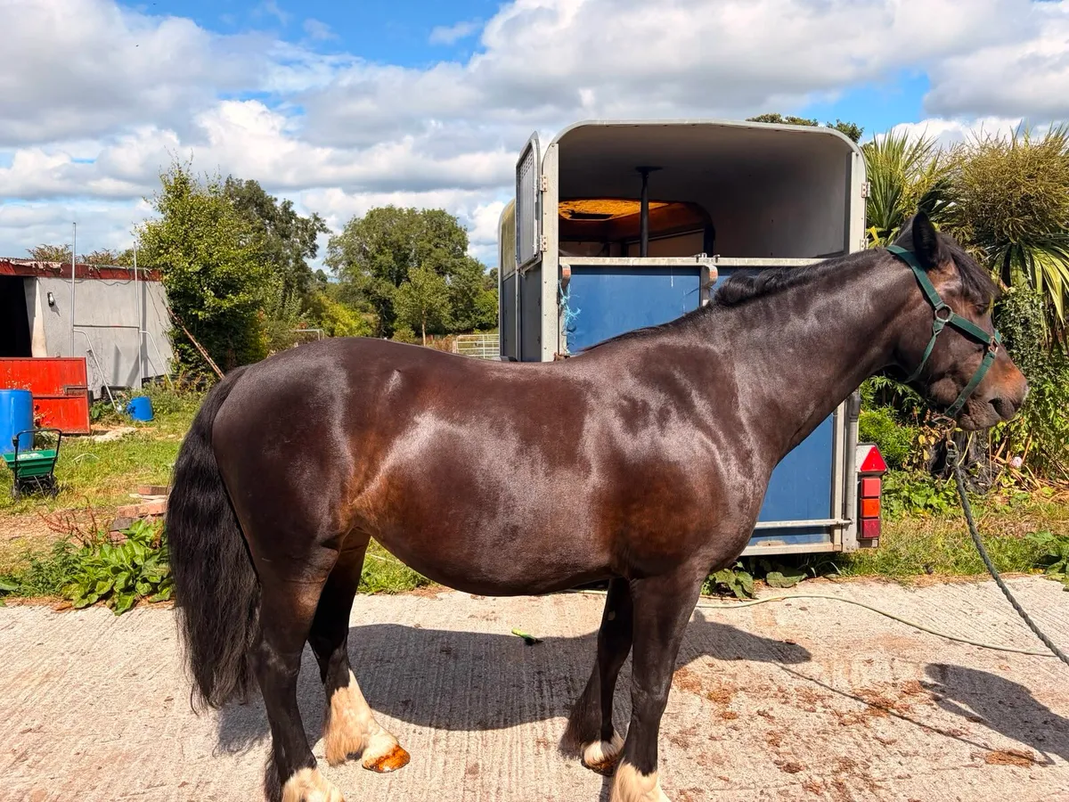 14.2hh MARE - Image 3