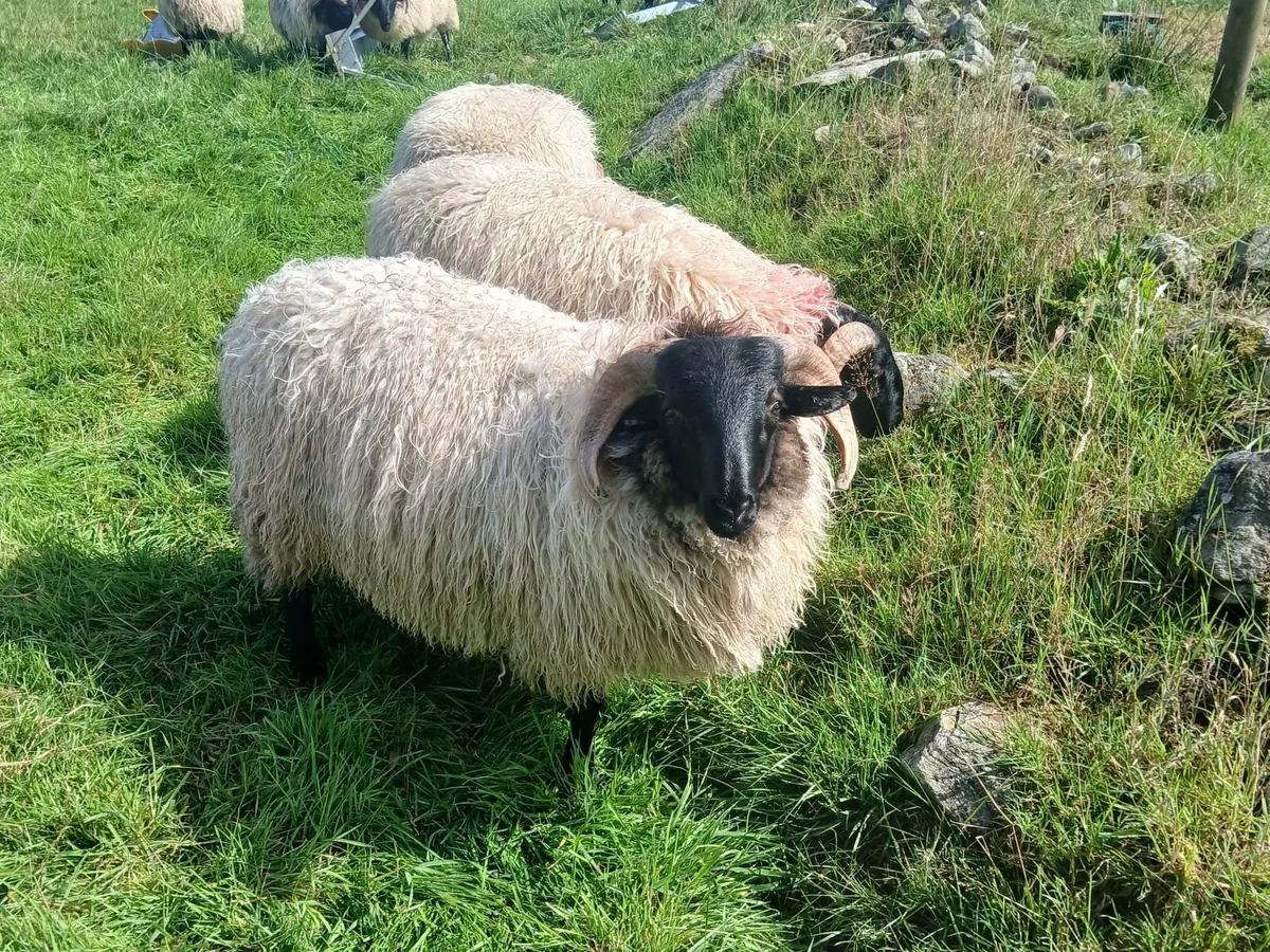 Rams - Image 3