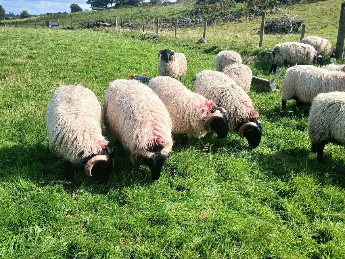 Rams - Image 4