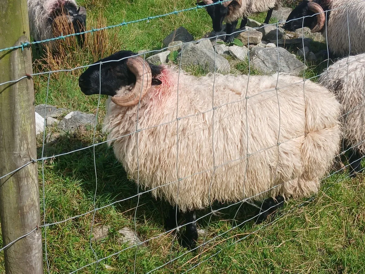 Rams - Image 2