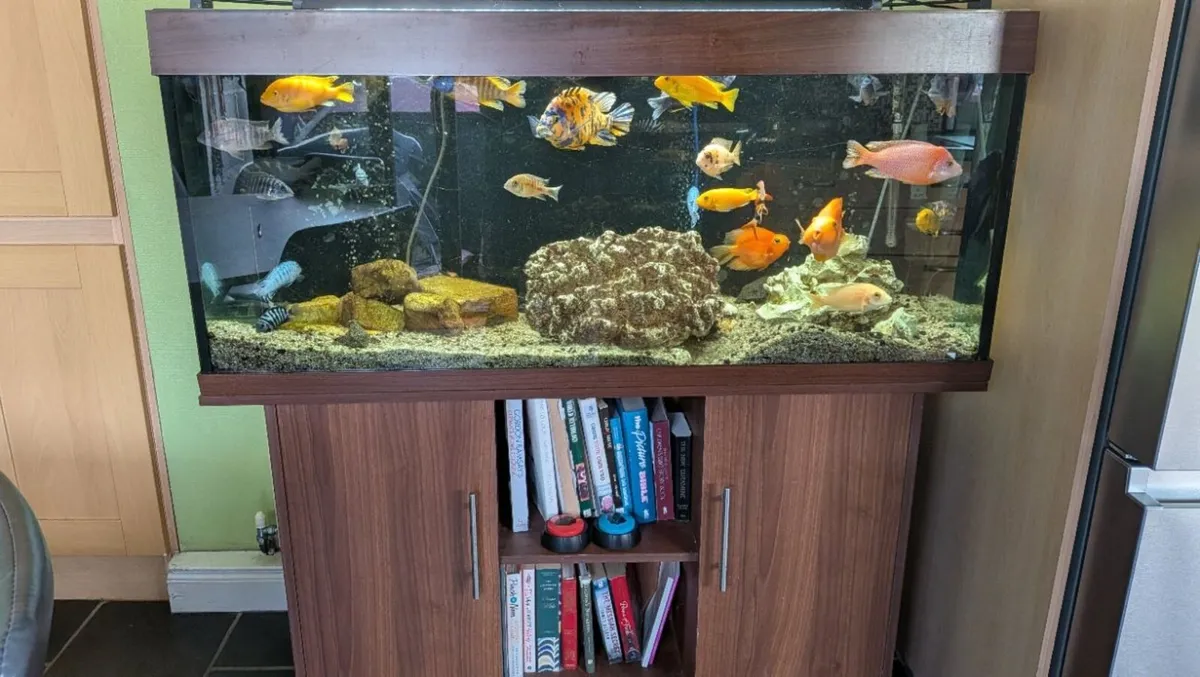 Fish Tank - Image 1