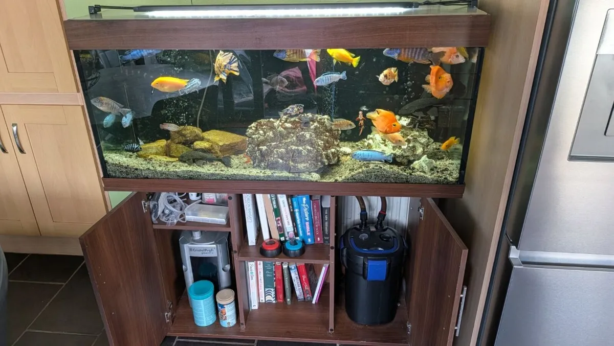 Fish Tank - Image 2