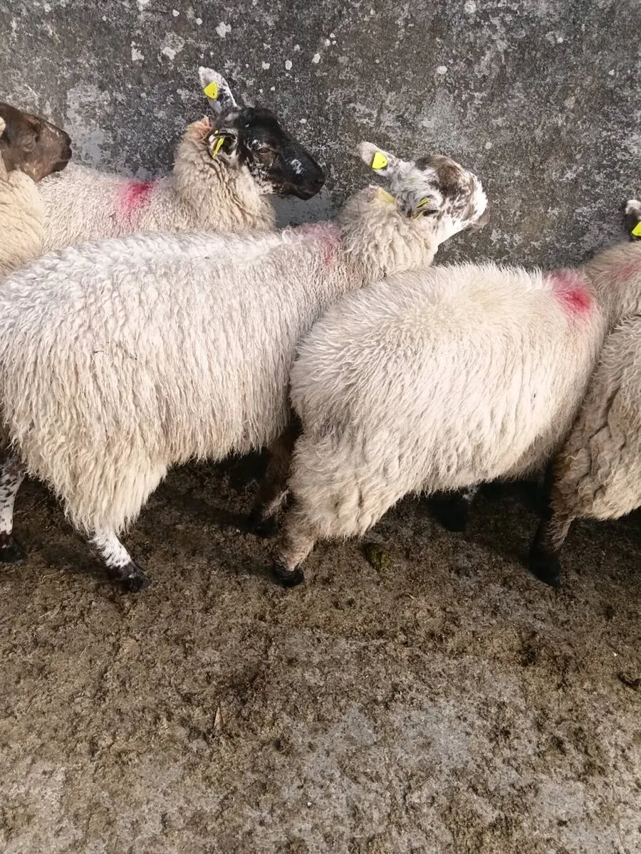 20 ewe lambs - Image 1