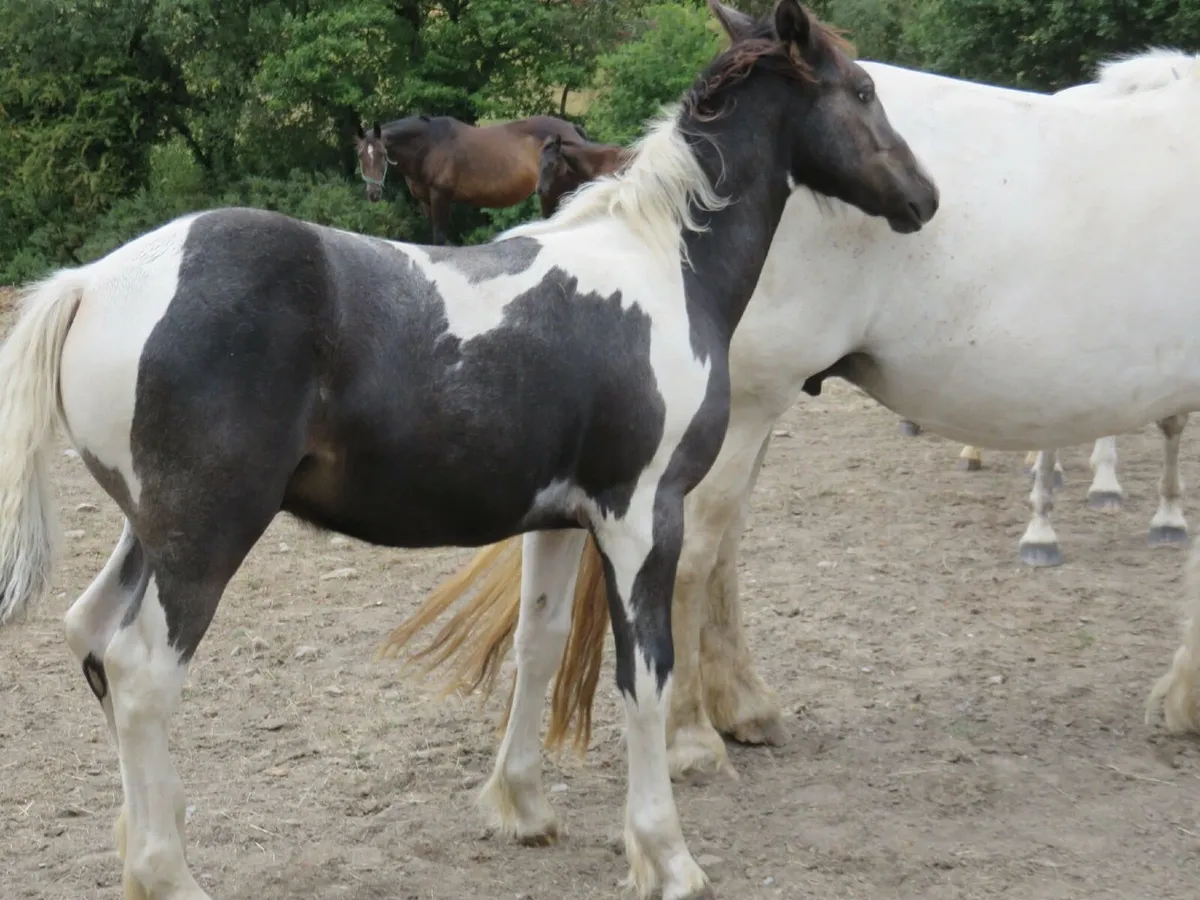 Colt Foal - Image 2