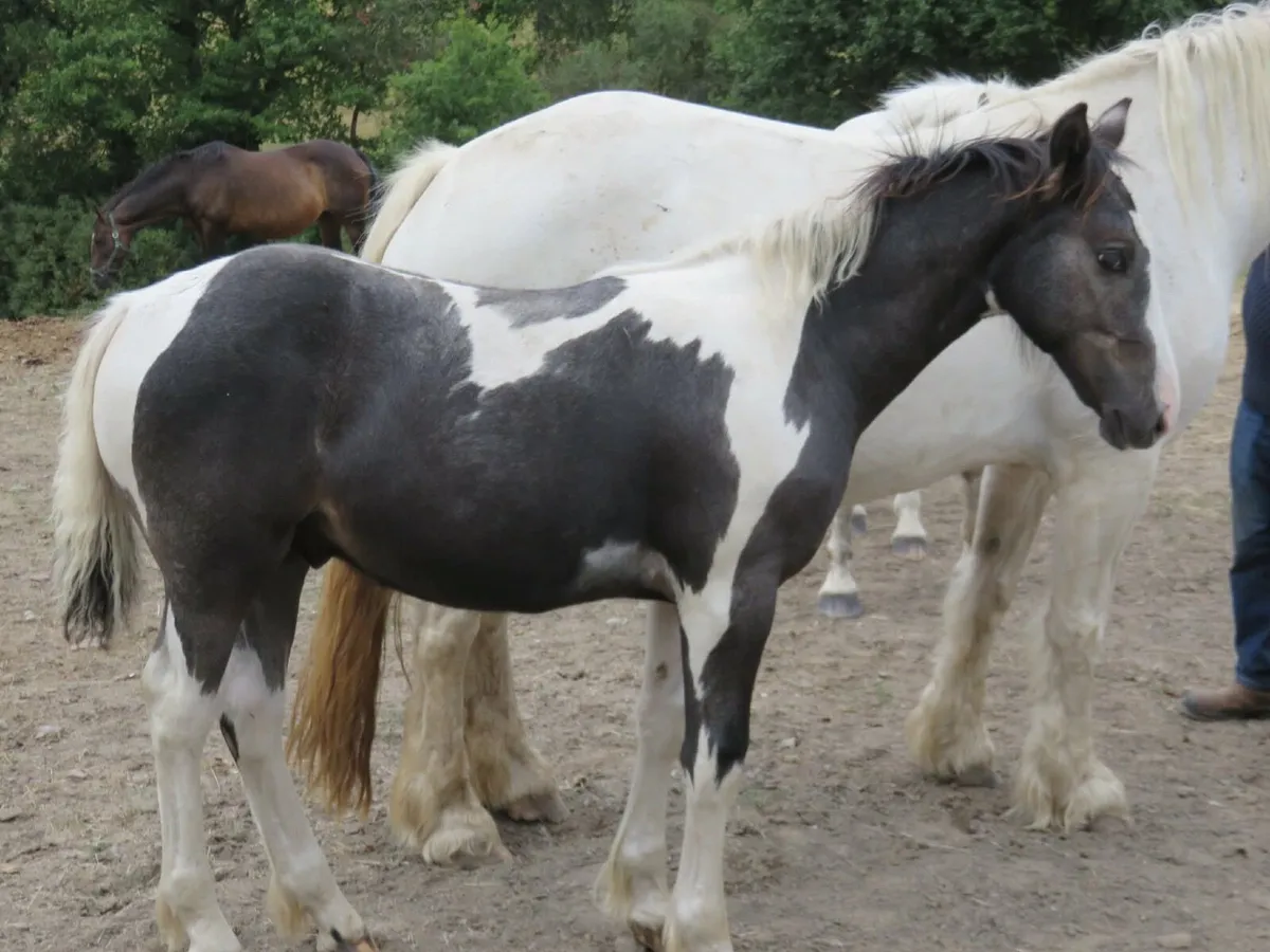 Colt Foal - Image 3