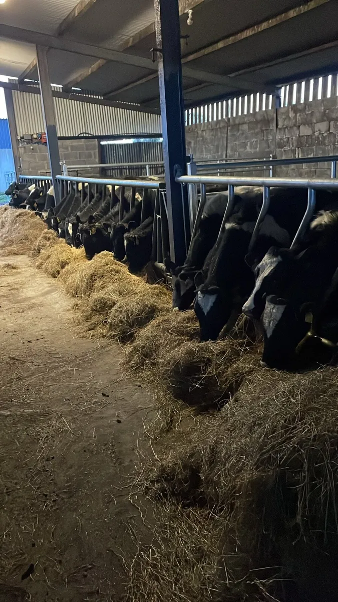 Slatted shed / dry bed shed - Image 1