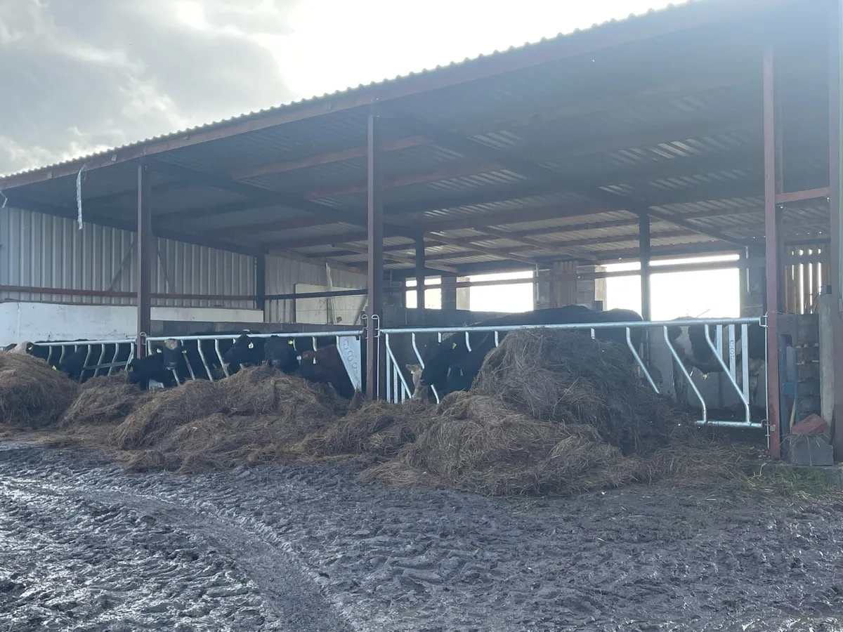 Slatted shed / dry bed shed - Image 3