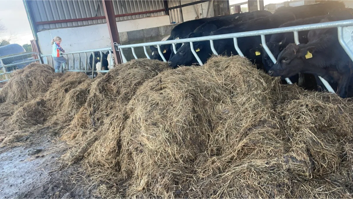 Slatted shed / dry bed shed - Image 4