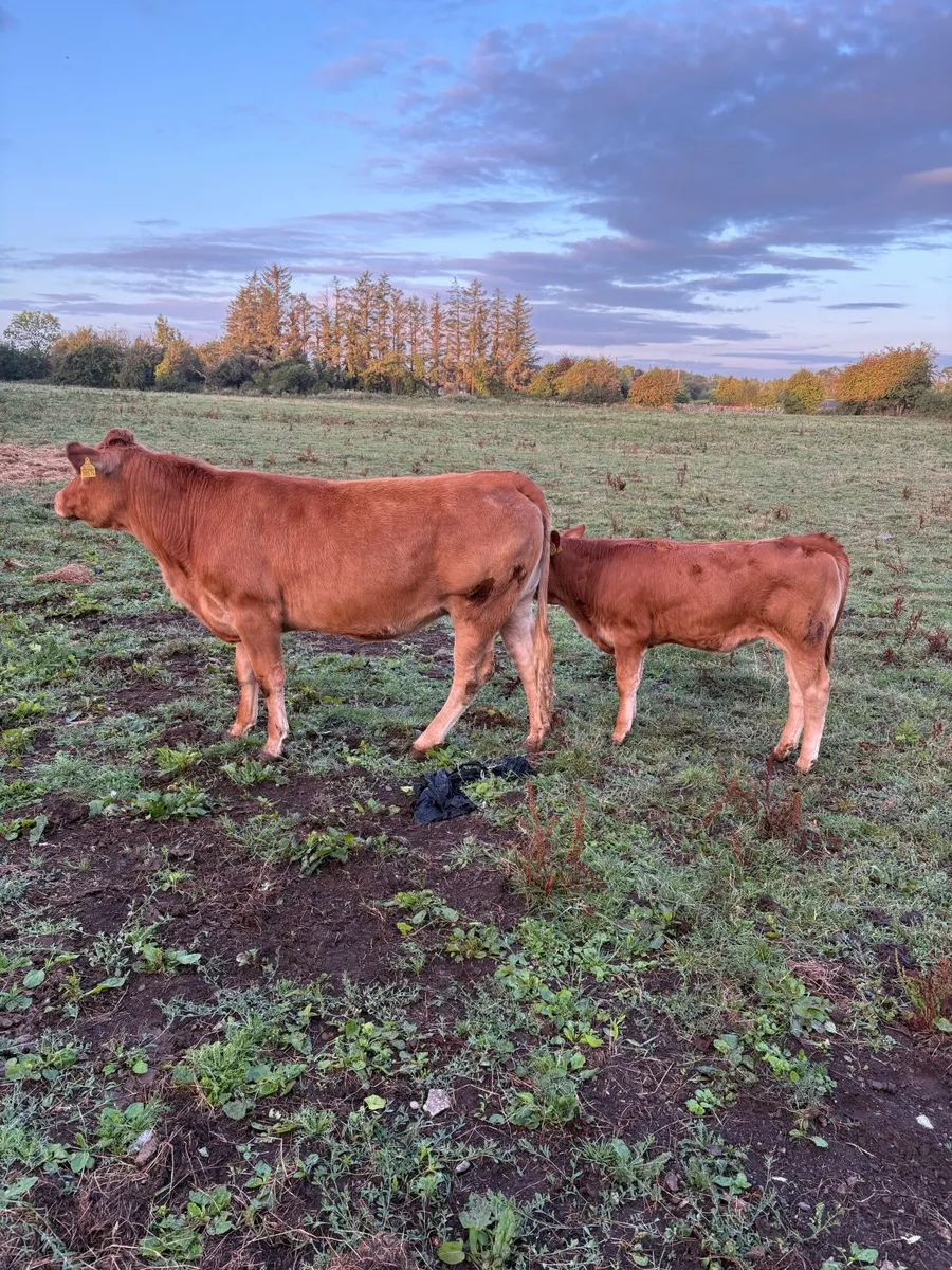 Heifer and calf - Image 2