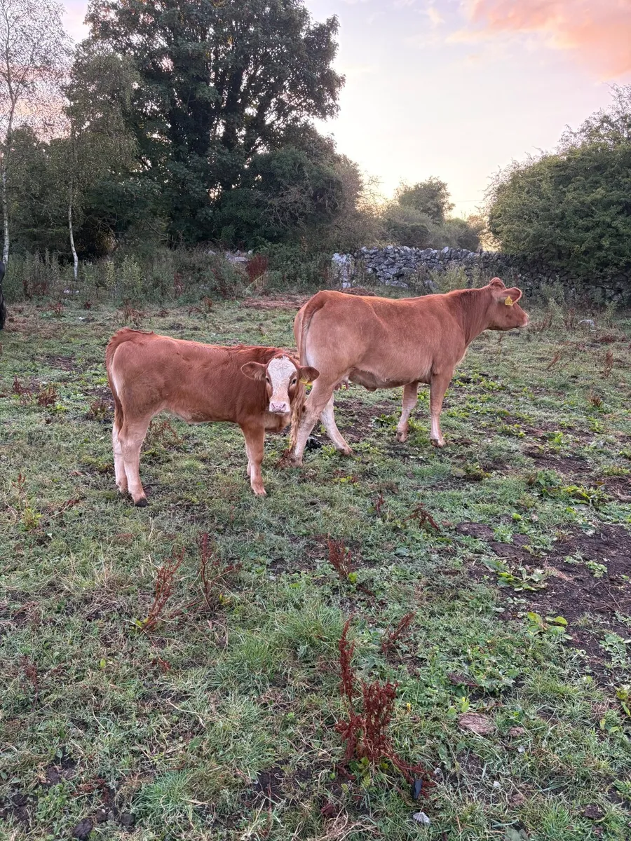 Heifer and calf - Image 1