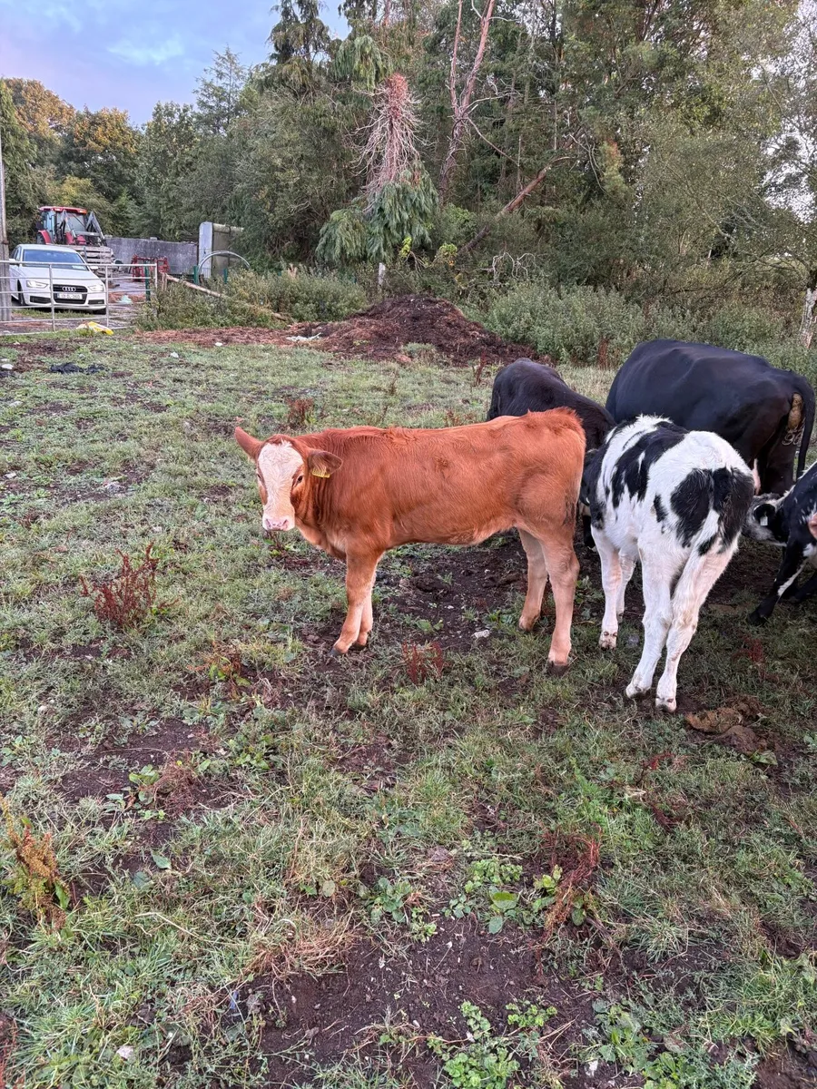 Heifer and calf - Image 3
