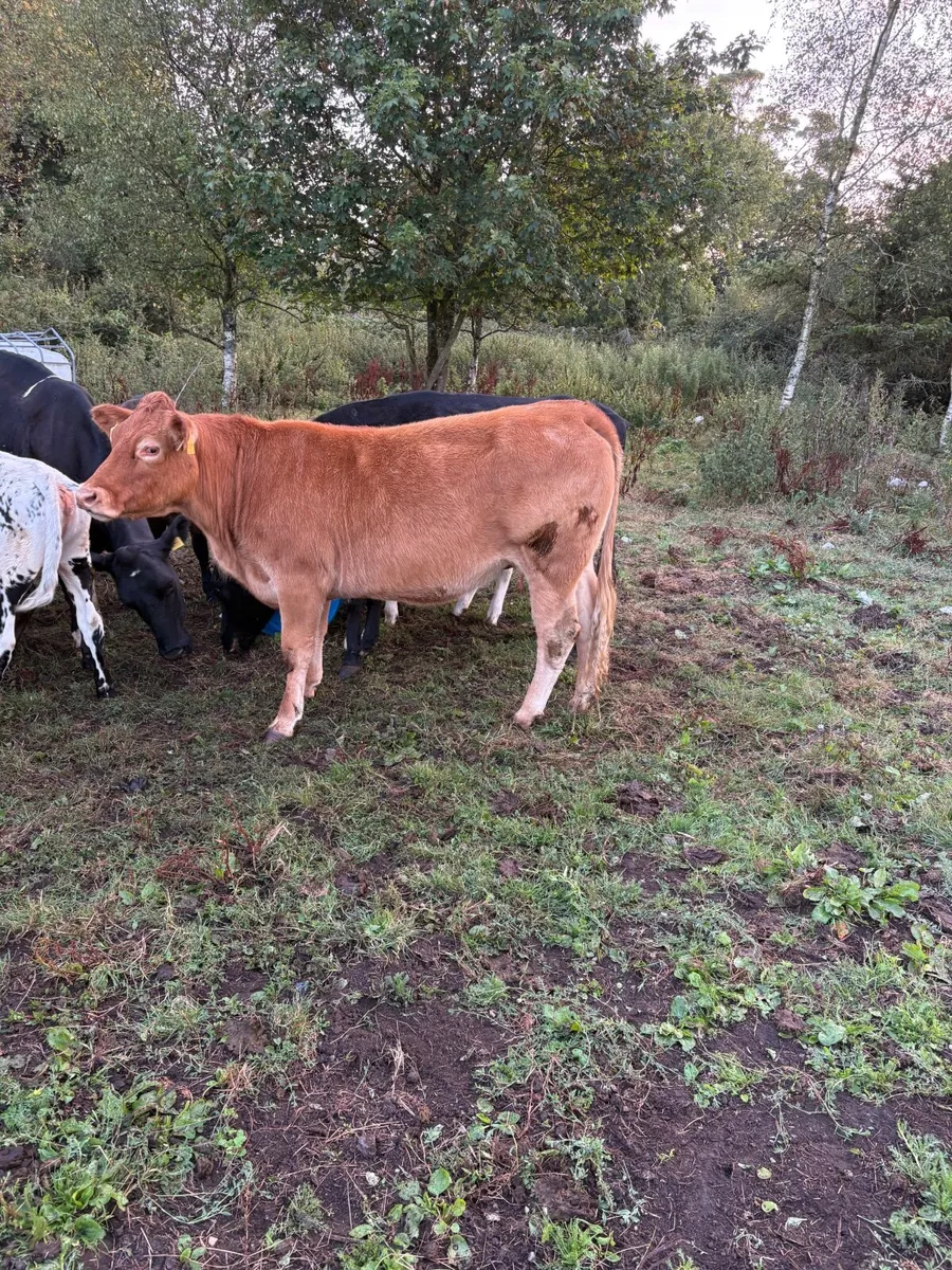 Heifer and calf - Image 4